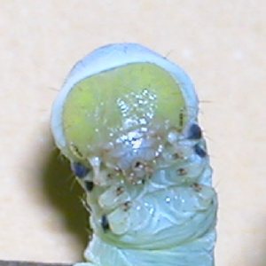 ニトベエダシャク幼虫