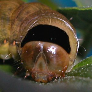 キバラモクメキリガ終令幼虫