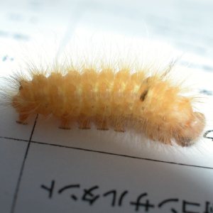 コウスベリケンモン幼虫