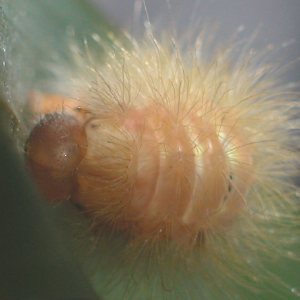 コウスベリケンモン幼虫