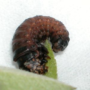 チャミノガ幼虫