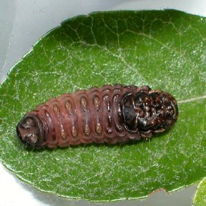チャミノガ幼虫