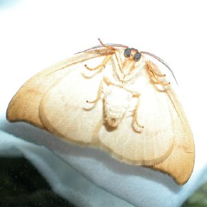 ウスイロカギバ幼虫