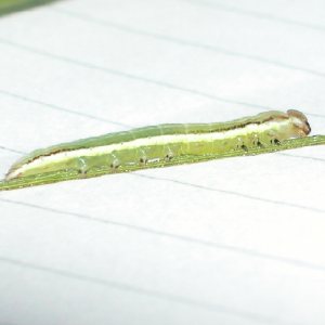 ウスキシャチホコ幼虫