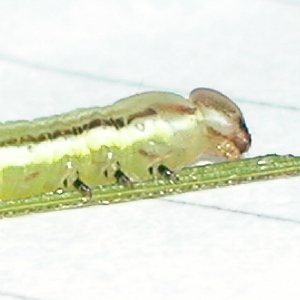ウスキシャチホコ幼虫