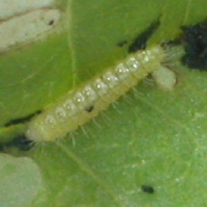 ヒルガオトリバ幼虫