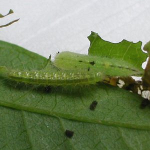ヒルガオトリバの幼虫と蛹