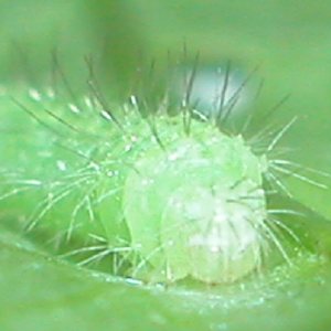 ヒルガオトリバ幼虫