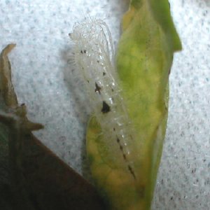 ヒルガオトリバ　蛹の抜け殻