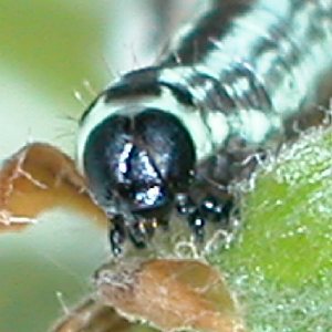 クロオビフユナミシャク幼虫