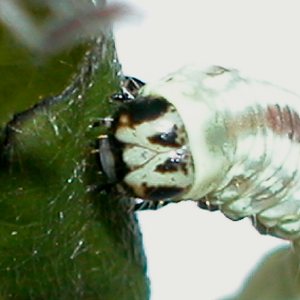 クロオビフユナミシャク幼虫