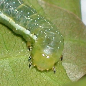 アオバハガタヨトウ幼虫