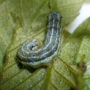 イタヤキリガ幼虫