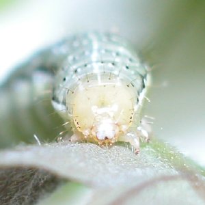 イタヤキリガ幼虫