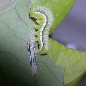カシワキリガ幼虫