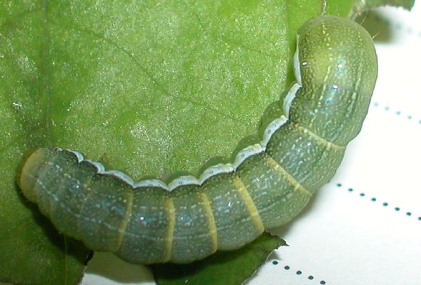 カシワキリガ幼虫