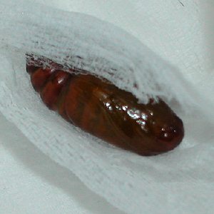 イタヤキリガ蛹