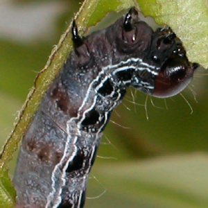 アカバキリガ幼虫