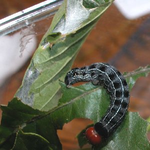 アカバキリガ幼虫