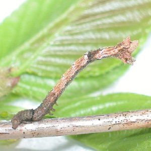 キバラヒメアオシャク幼虫