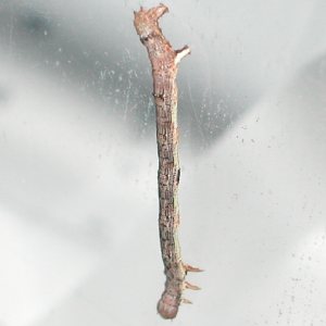 コガタツバメエダャク幼虫