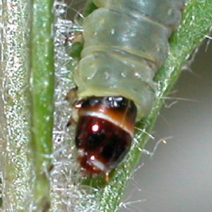 カキノテングハマキ幼虫