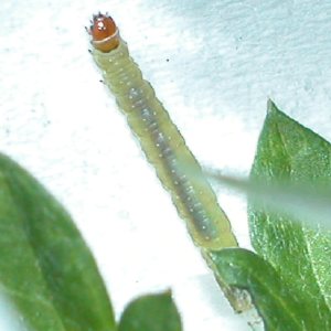 カキノテングハマキ幼虫
