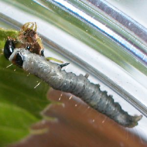 ムラサキカクモンハマキ幼虫