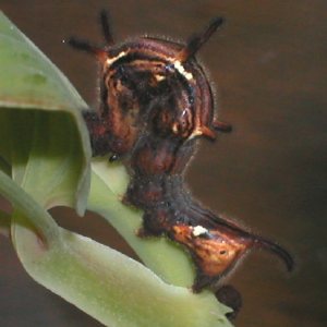 モモイロツマキリコヤガ幼虫
