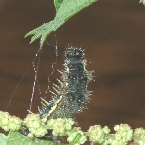 アカタテハ幼虫