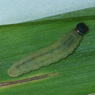 チャバネセセリ幼虫