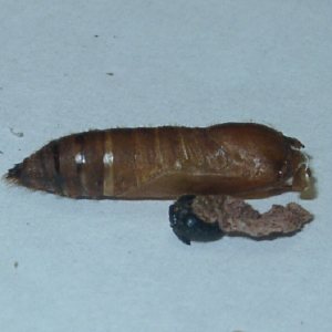 コチャバネセセリの蛹