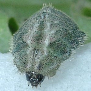 オオミドリシジミ幼虫