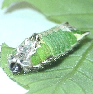 ウラミスジシジミ幼虫