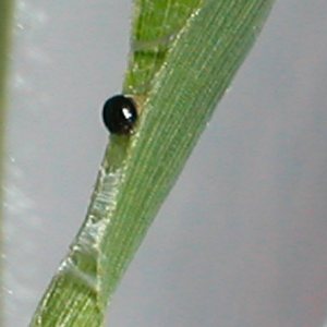 コチャバネセセリの1令幼虫