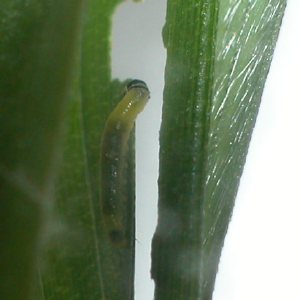 コチャバネセセリ1令幼虫