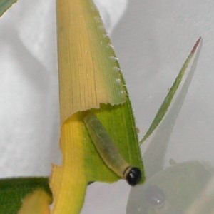 コチャバネセセリ2令幼虫