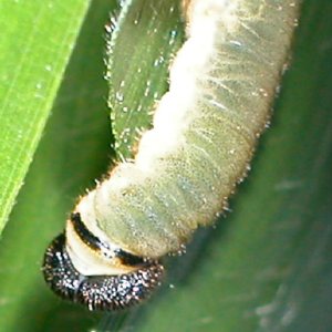 コチャバネセセリ5令幼虫