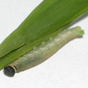 コチャバネセセリ5令幼虫