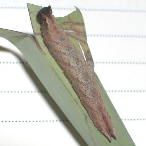 コジャノメ幼虫