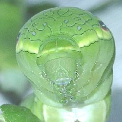カラスアゲハ終齢幼虫