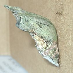 クロアゲハ蛹