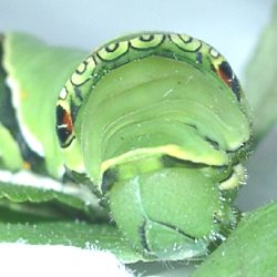 ナミアゲハ終齢幼虫