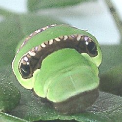 オナガアゲハ終齢幼虫