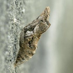 ナガサキアゲハ蛹