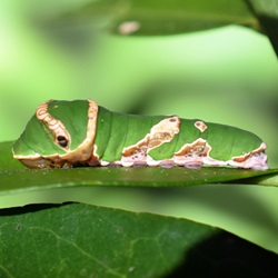 シロオビアゲハ幼虫
