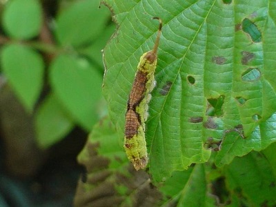 クロスジカギバの幼虫