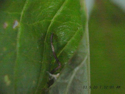 クロスジカギバの蛹