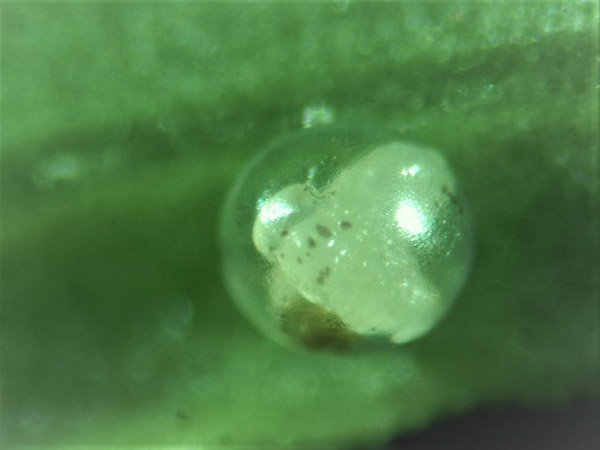 池田さん撮影のヒメクロホウジャクの卵に寄生した卵寄生蜂