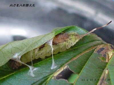 058クロスジカギバの幼虫